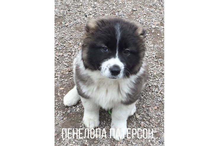 Щенки кавказской овчарки