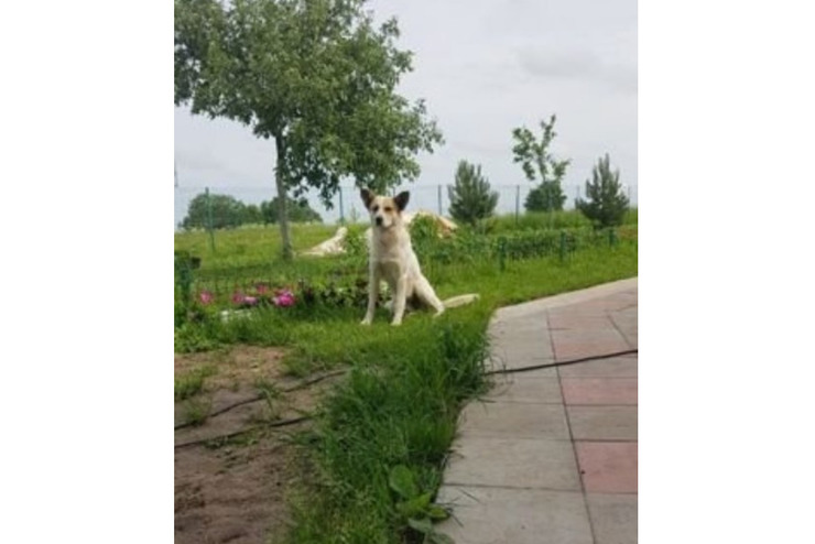 В хорошие руки