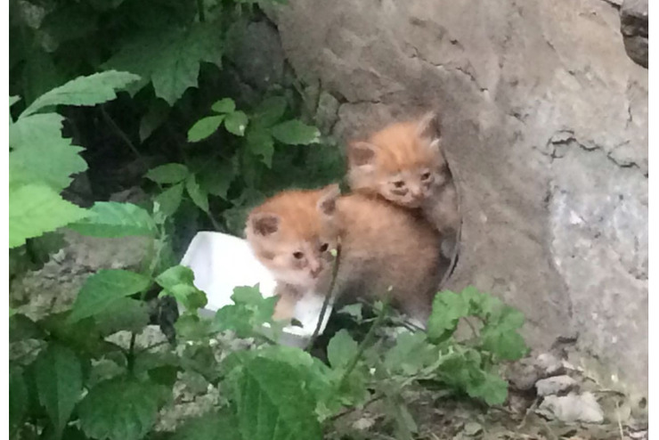 Рыжие котята